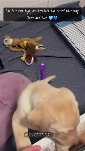 The last two puppies to be picked up by their families are staying with us for a few more days. Doc and Ozzie (formerly Casper). Different parents, but raised together from week 3. Aka “the boys” now. Glad I get a few more days with them. | Shakespeare's Legacy Labradors