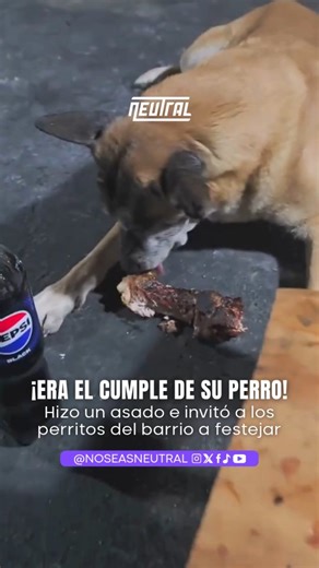 NEUTRAL on Instagram: "Hizo un asado por el cumple de su perro... ¡CON OTROS PERROS! 🥹 🐶 Gonzalo, un viejito de 12 años, estuvo de cumple y su dueño no tuvo mejor idea que armarle un asado para él y los perritos del barrio. #Neutral #NoSeasNeutral"