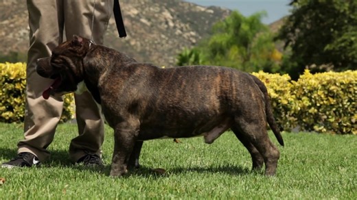 An indigenous love of the American Bully