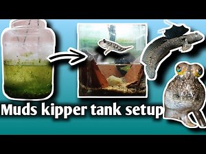 Mudskipper Tank Setup | How To Setup a Mudskipper Fish Tank