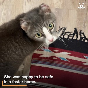 15K views · 975 reactions | After being a victim of cruelty, Sweet Pea came to our team in Northwest Arkansas. She had absolutely no reason to trust people.  BUT, she did. And thanks to a loving foster who went above and beyond for her, she discovered the meaning of kindness, changing her life for the better. 殺 -katheryn | Best Friends Animal Society | Facebook