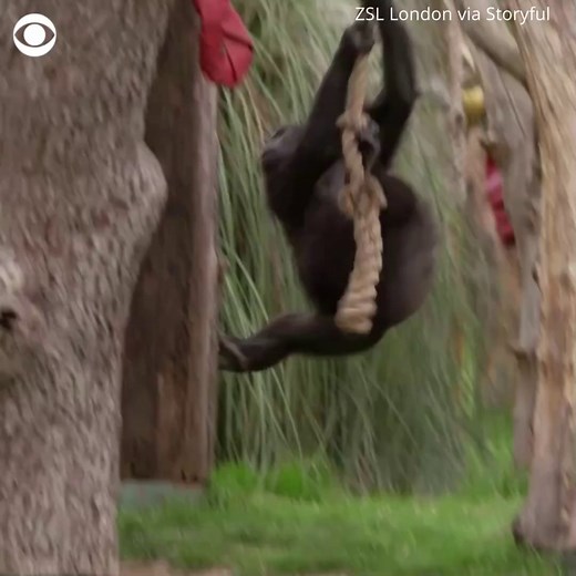 101K views · 5.9K reactions | Gorillas and meerkats at the London Zoo got an Easter surprise when zookeepers organized an egg hunt for them and left presents for them containing tasty treats. | CBS News | Facebook
