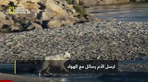الذئاب البيضاء تبحث عن الطعام ولكن هل ستنجح بإيجاده؟ ستحصلون على الأجوبة في هذه الحلقة من "مملكة الذئب القطبي" يوم الجمعة 24 أبريل الساعة 11 مساءً بتوقيت الإمارات/ 10 مساءً بتوقيت السعودية على شاشة ناشونال جيوغرافيك أبوظبي. The white wolves are in search of food, but do you think they will find something to eat? Find out in "Kingdom of the White Wolf" on Friday, April 24th, at 11 PM UAE time /10 PM KSA time on National Geographic Abu Dhabi. | National Geographic Abu Dhabi