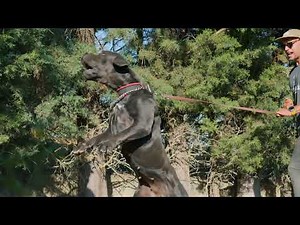 Unleashing the Power & Control of The Boerboels: Incredible Bite Work & Obedience Training