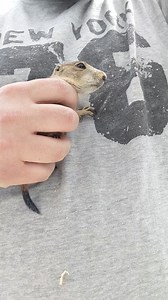 9.1K views · 123 reactions | These Prairie Dog Pups are awesome! They are only available once a year so don't miss out. evenkeelexotics.com/purchase/prairie-dogs | Even Keel Exotics | Facebook