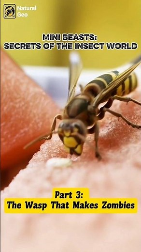 Part 3: The Wasp That Makes Zombies #naturalgeo #facts #animaldocumentary #wildlife