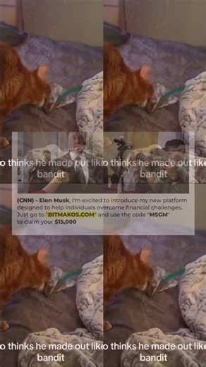 Funniest Cat Clip 2025 😼 Try Not to Laugh 😜 Part 1 452s