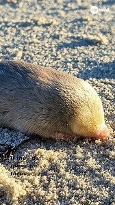 FOUND: De Winton’s Golden Mole—one of the world’s most wanted species by Re:wild’s Search for Lost Species—has been rediscovered. After being lost to science for 87 years, an expedition team with @the_ewt rediscovered the small blind mole on a beach in Port Nolloth, South Africa. This was no easy rediscovery. De Winton’s Golden Moles burrow beneath the sand and rarely leave tracks that are visible from the surface. The Endangered Wildlife Trust used a specially trained scent-detection dog to saf