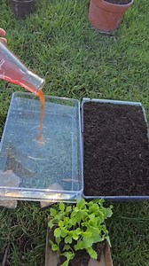 4.4K views · 34 reactions | In this experiment, we compare plant growth in soil and hydroponics.  Even with the same nutrients, hydroponic roots grew faster due to constant access to minerals and better oxygen balance. Learn why hydroponics can be the most efficient way to grow plants. #Hydroponics #SoilVsHydro #PlantGrowth #AgroTech #SustainableFarming | MY OWN Garden | Facebook