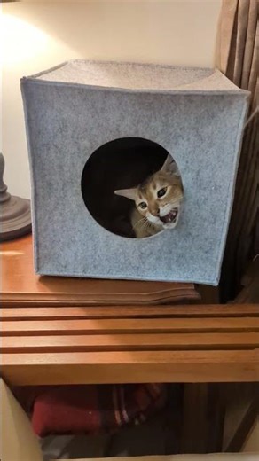 Abyssinian cat Lulu playing inside the kitty box