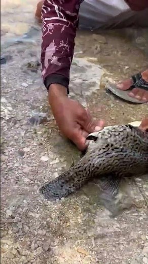 Unbelievable! Puffer Fish Deflates Right in Front of Your Eyes! 🐡