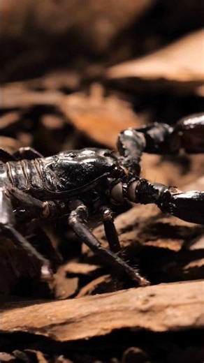Black scorpion walking closeup🦂 #wildlife #shortvideo