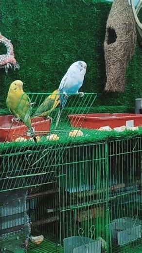 Lovebirds Budgies #youtubeshorts #shorts #birds
