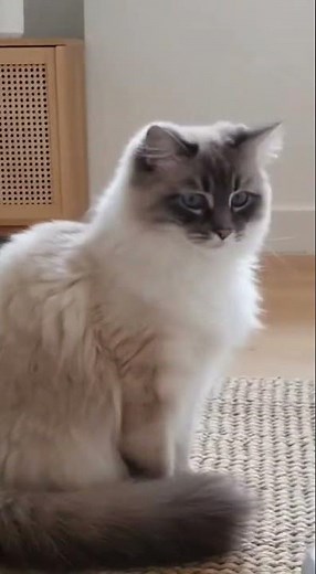 😹 Cats Freaking Out Compilation | You Won’t Stop Laughing!