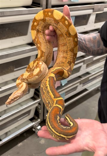 The colors on this female Summit Salmon Pink Panther VPI Aztec 🔥 #snakecountry #summitsalmon #pinkpanthervpiboa #vpiaztec #vpiboa