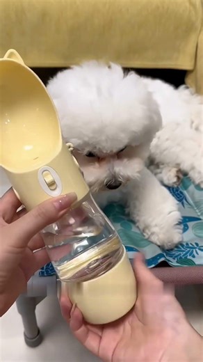 Hydrate Your Pet Anywhere Without Mess💧 🐾#dhgate