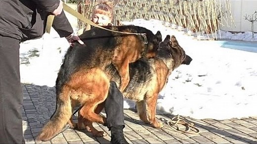 Professional mating dogs. Mating of large German Shepherd. Помощь при ВЯЗКЕ СОБАК.