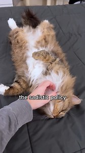 Dear Diary, my humans had the pawdacity to only pet me with one hand instead of 2. Is there something wrong with their other hand? How dare they! #FunnyCats | Sprinkle the Siberian
