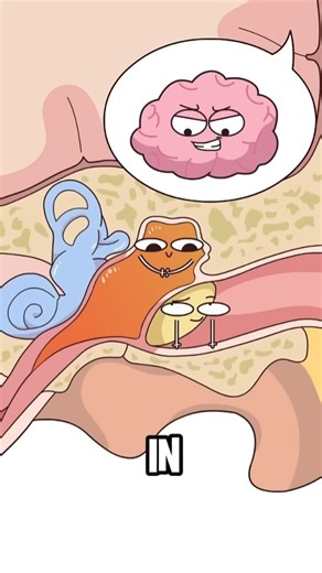 Middle Ear Infection: Symptoms and Fixes . . Otitis media is inflammation/infection of the middle ear space behind the eardrum, common in children due to shorter, more horizontal Eustachian tubes. After a cold or allergy flare, the tube swells, traps fluid, and creates a warm, low‑oxygen pocket where bacteria or viruses multiply. Symptoms include ear pain, fever, irritability, tugging at the ear, and temporary hearing reduction; infants may have poor feeding or sleep. Acute cases show a bulging,