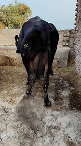 #cow #dairyfarm #dairy_farming #modern_dairy_farming #modern_agriculture #agricultural_machines #amazing_technology #advance_technology #modern_technolog | Dairy Cow TV