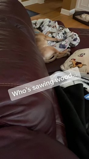 Funny Video: When Your Dog Takes the Blame for Snoring