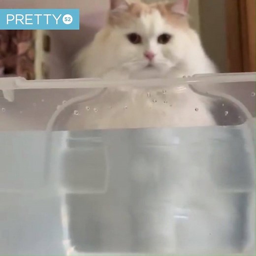 How to keep your cat entertained for hours 😄 | Tyla