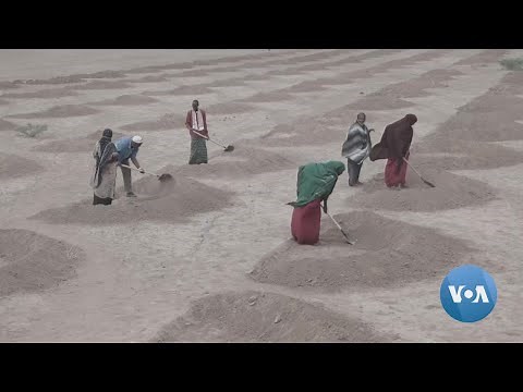 Persistent Drought in Ethiopia an Example of Climate Change, Experts Say