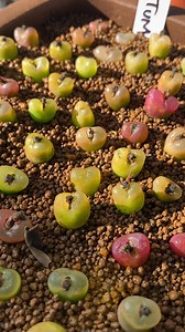 Te presento a estos conophytum maughanii una planta gelatinosa y muy rara. #conophytum #cactus #cacti #suculentas #succulents #plantas #plants | Tia Juana's Plants