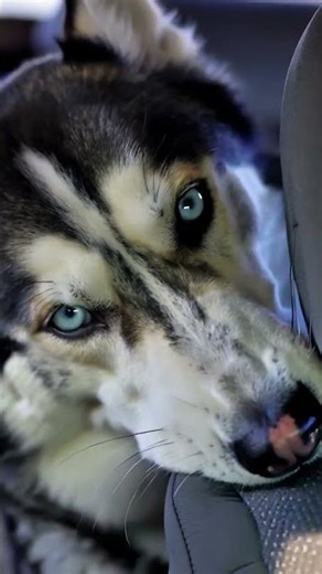 Husky tried too hard: husky tried to argue with the mirror with zero balance #Shorts