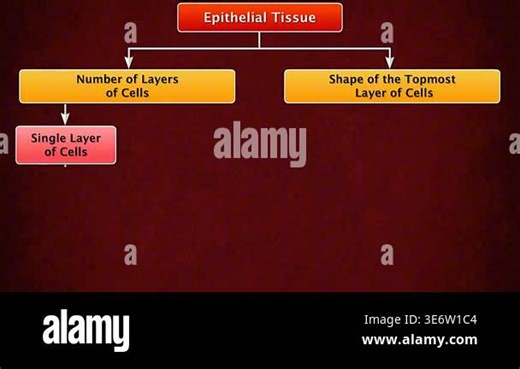 3d animation of epithelial tissue types showing squamous, cuboidal, columnar, and transitional structures Stock Video Footage - Alamy