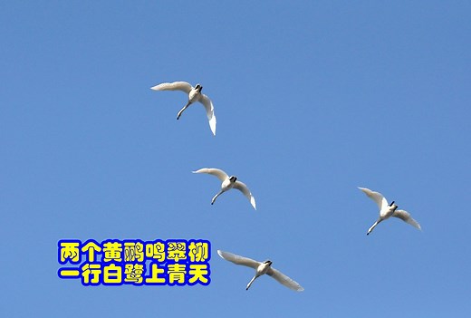 唐诗品鉴 两个黄鹂鸣翠柳 一行白鹭上青天 杜甫 《绝句四首（其三）》