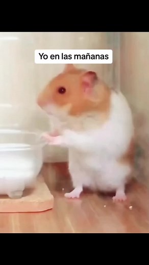 Divertidos memes de hamsters para alegrar tu día