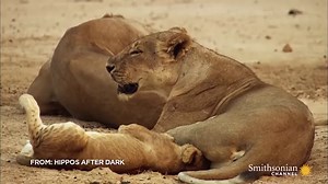 Hippo Facts, Pictures & Video: Hippopotamus Info For Kids & Adults