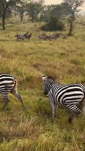 Two zebra family 煉 trying to rescue their calf from leopard attack #naturelovers #animallife #animallover #animalkingdom #wildlife #nature | Chuks Nwafor | Facebook