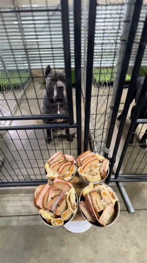 Feeding cane corso’s #canecorso #fyp | dog feeding