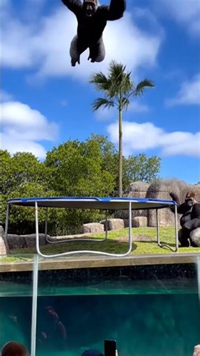 Gorilla Epic Fails That Will Make You Laugh😂😂