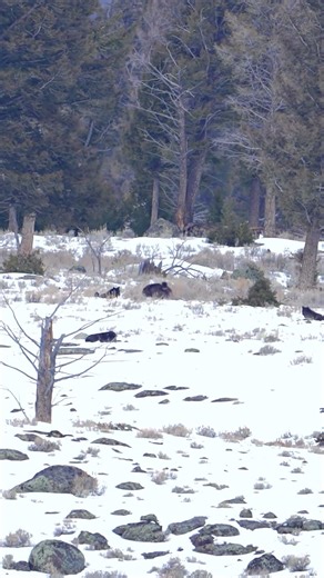Rescue Creek pack wolves playing in the snow, January 22nd 2026. #yellowstone #wolves #wildlife