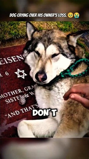 Dog Crying Over His Owner’s Loss 🥹😭💔 #dog #sad #fyp #heartbreak #dogshorts #shorts