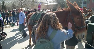 U.S. Forest Service mule train visits University of Montana campus