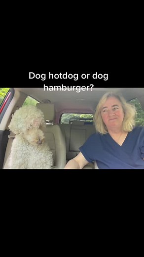 dogsenjoylife (@dogsenjoylife)’s videos with Hot Dog - The Archies
