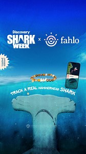 Sharks don’t text. But with Fahlo, you can check in on yours. Track a real hammerhead with the official Shark Week™ bracelet. | Fahlo