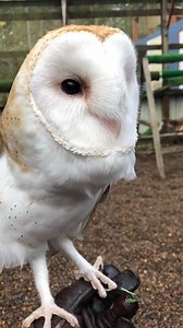 135 reactions · 24 shares | It's Friday! Are you as excited as Bo the Barn Owl? Video credit: Raptor Trainer, Bree Hinricher | Chintimini Wildlife Center | Facebook