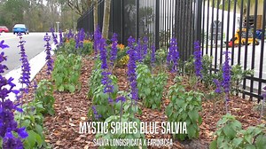 17 reactions | Mystic Spires Blue Salvia Salvia longispicata x farinacea “Mystic Spires Blue” Green foliage with brilliant brilliant blue spire flowers. Perennial that grows typically to between 18-30 inches. Uses include as a bed plant, border material and in container gardens. Prefers full sun USDA Hardiness Zones 7a-10b. Create something beautiful in your own backyard. #NatureNeverCloses | Earth Works | Facebook