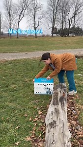This merlin spent a short time with us while recovering from a wrist injury. Best of luck to this beautiful little falcon! #accawv #falcon #merlin | Avian Conservation Center of Appalachia