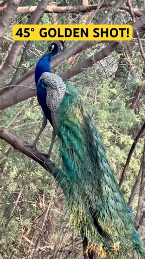 Morning Sunrays Make This Peacock Glow! | 45° Unique Shot #wildlifeentertainment #naturelovers