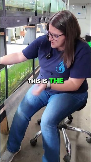 NEW Aquarium Plants for Your Fish Tank! Mermaid Weed & More!