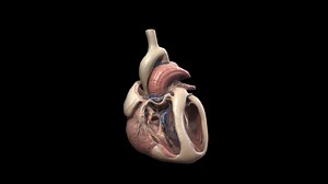 Heart 3D - Organ - Download Free 3D model by Trident.AI