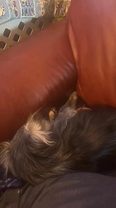  Repost with edited video. ✨GET. <grunt> OFF. <grunt> MY. <grunt>...