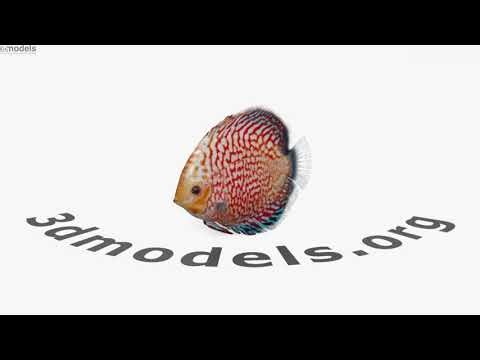 Discus Fish 3D model by 3DModels.org