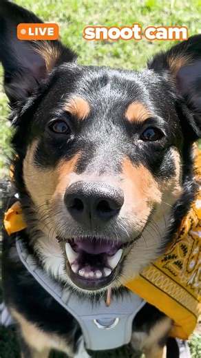 166K views · 5.9K reactions | The word of the day is snootcam. Double...